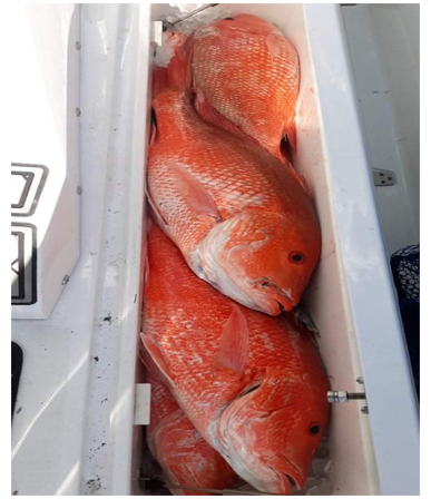 Fishing Charters | Galveston, TX