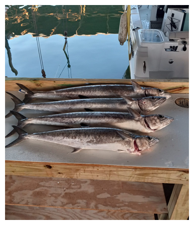 Black Drum | Breakwater Fishing Charter
